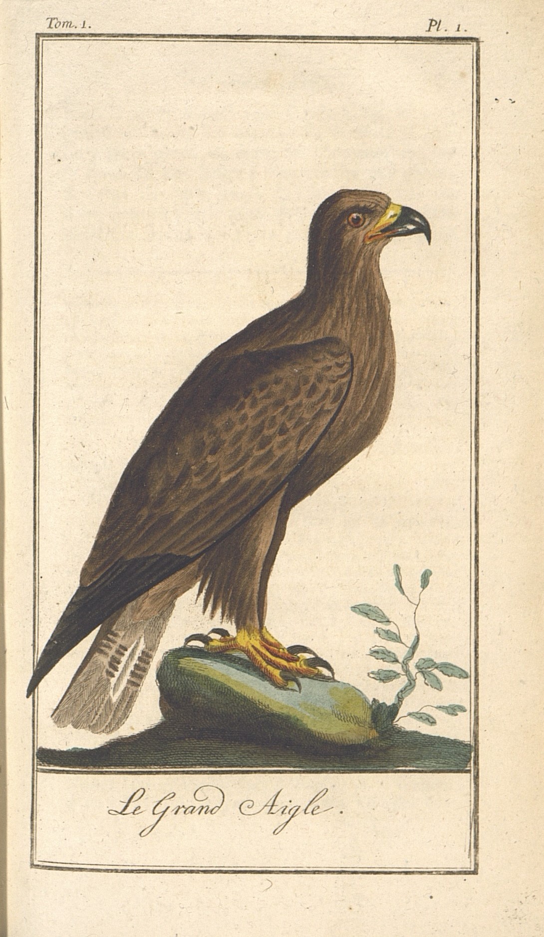 3.	Большой орел (семейство ястребиные)