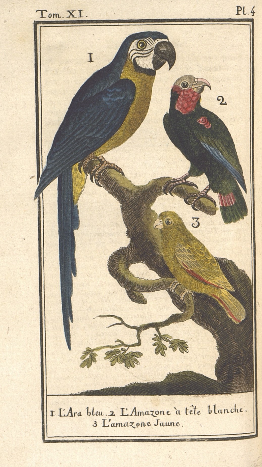 7.	Семейство попугаевые: 1)	Сине-желтый ара. 2)	Белоголовый амазон. 3)	Желтолобый амазон.