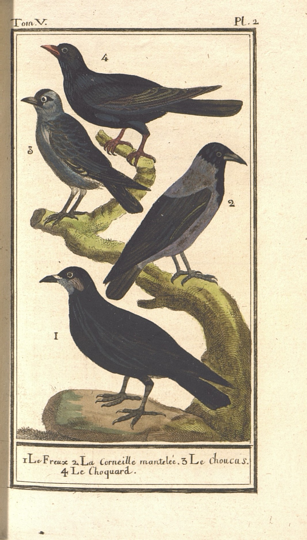 8.	Семейство врановые, или вороновые: 1)	Грач. 2)	Серая ворона. 3)	Галка. 4)	Альпийская галка.