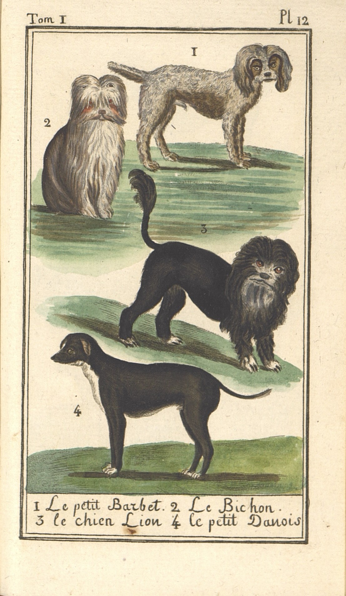 5.	Собака: 1)	Спаниель. 2)	Болонка. 3)	Львиная собака. 4)	Малая датская собака.