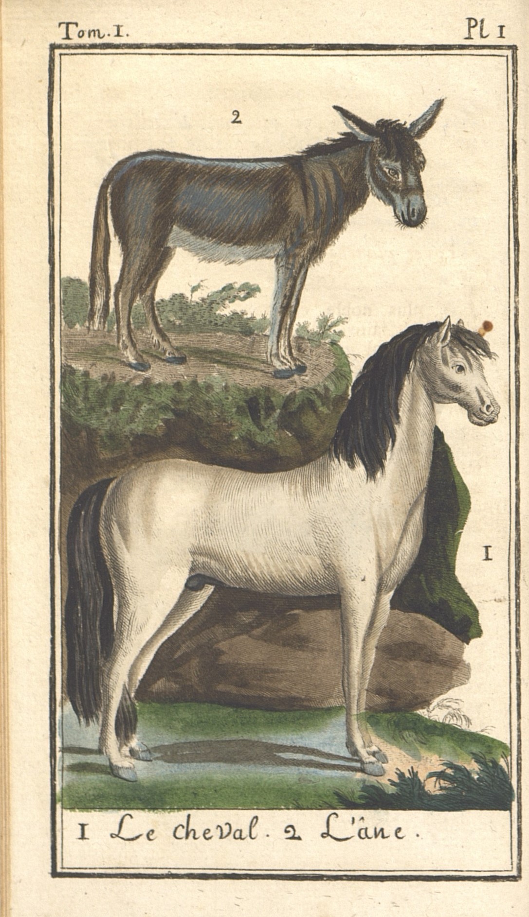 8.	1)   Лошадь.  2)   Осел.